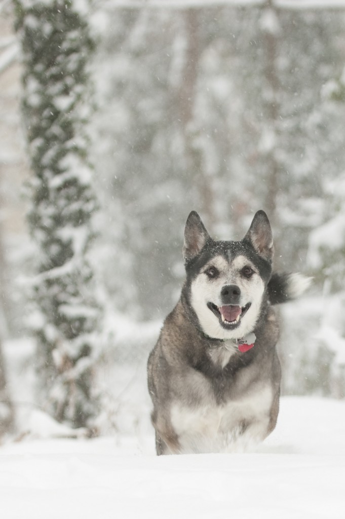 Snow Dog